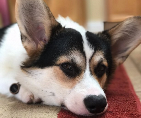 See How This Pup Plays It Cool After Making A Mess! Look At His Paw!