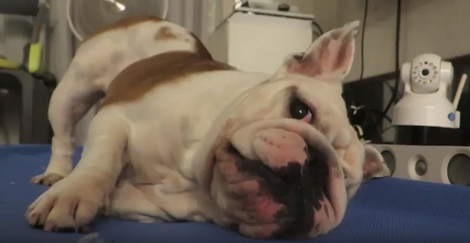 Watch How This Pup Tries To Groom Himself! Or Is That An Itch?!