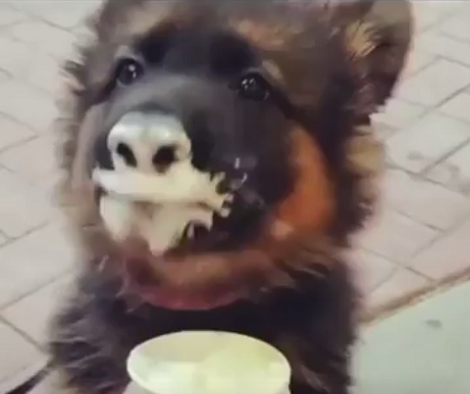 There's Nothing Adorable Than Watching Your Pup Act All Goofy When They're Playing!