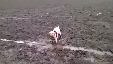 This Adorable Pup Would Do Anything To Fetch His Precious Stick!