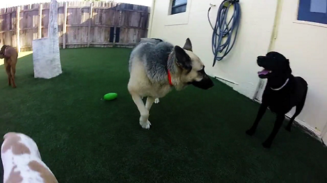 This Pup Has A Splendid Time Playing With All Her Friends!