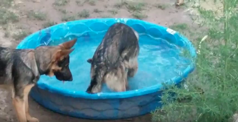 When The Temperature Turns Up, These Pups Know Exactly What To Do!