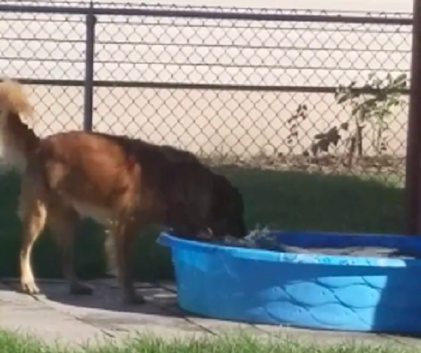 This Smart Pup Knows How To Cool Down On A Hot Summer Afternoon!