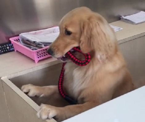 Adorable Pup Is Unable To Figure Out The Sorcery Behind The Swinging Doors!