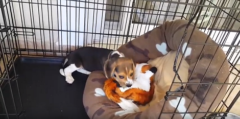This Adorable Pup Got A New Toy And He's Not Going To Leave It Alone For A While Now!