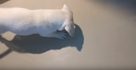 If There's One Thing This Pup Loves Playing With - It's Ice!