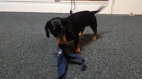 They Gave Their Pup A Bone, But He Prefer Playing With His Bandana!