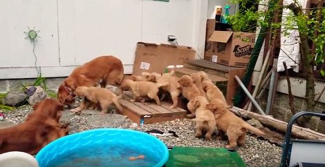 Proud Mama Has No Where To Hide As Her Adorable Puppies Follow Her All The Time!