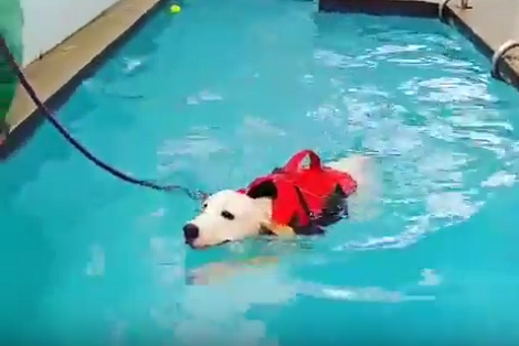 Adorable Pup Learns To Swim For The First Time And Impresses The World!