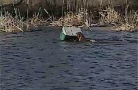 Adorable Labrador Lives Up To His Name - Retrieves The Impossible From The River!