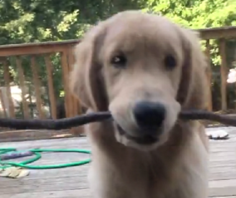Adorable Pup Brings Home A New Toy, Sadly It Can't Fit Through The Door!