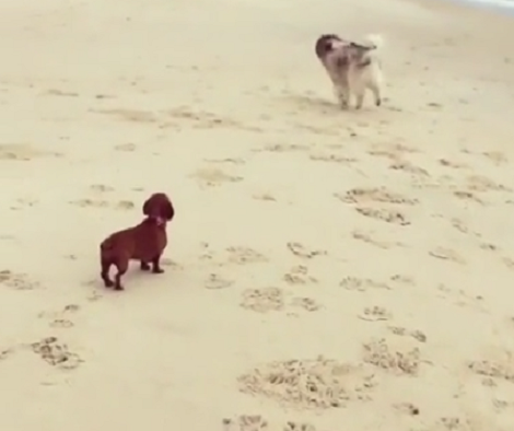 Adorable Pups Go To The Beach To Chill, And It's A Day They Won't Forget!