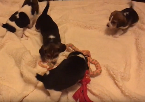 These Adorable Pups Are Having The Time Of Their Lives At Puppy Playtime!
