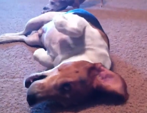 As Soon As This Pup Realize The Camera's Rolling, He Becomes Increasingly Shy!