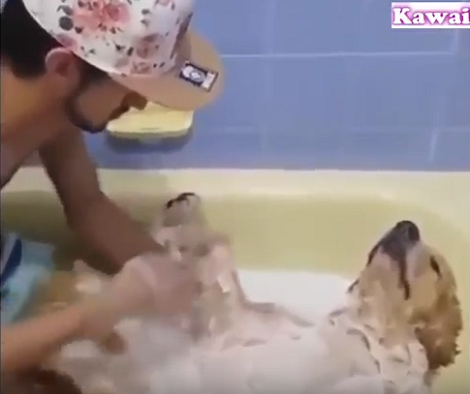 This Pup's Bathing Ritual Is Going To Make You Go Awww!!
