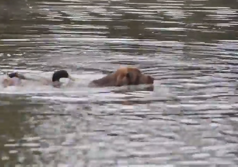 Have You Ever Seen A Duck Riding On A Pup? Well This Is Going To Blow You Away!