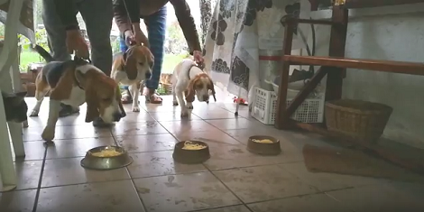 These Pups Are Having A Spaghetti Eating Competition! Check This Out!