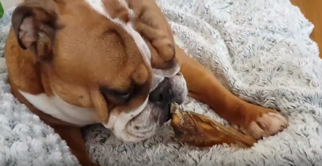 Wait Till You See Why This Adorable Pup Is Celebrating! Such Great News!