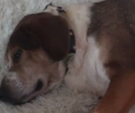 This Adorable Pup Is Up For Adoption - Let's Help Him Find His Loving Home!