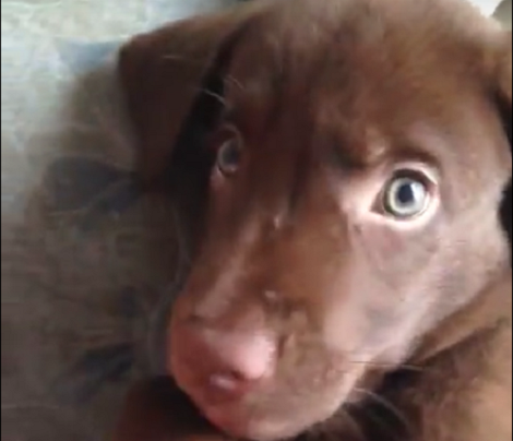 When You See Why This Pup Doesn't Want You To Disturb Him Right Now? Aww!!