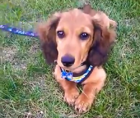 This Adorable Pup Loves Playing With His Favorite Soccer Ball!