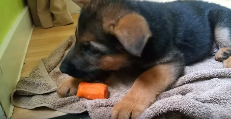 How Many Of You Have Seen A Puppy Eating A Carrot? This Is Incredible!