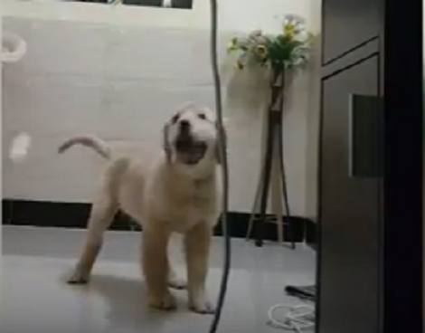Watch How This Adorable Little Pup Learns To Play Ball And Become Goalkeeper!