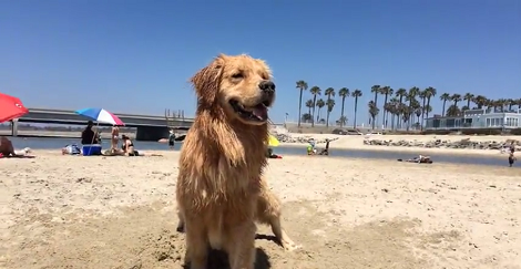 When You See What This Pup Is About To Do At The Beach? Hilarious!