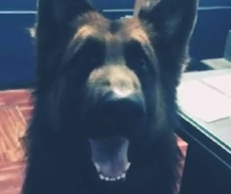 This Adorable Pup Can't Wait To Meet His Parent After 3 Long Hours!