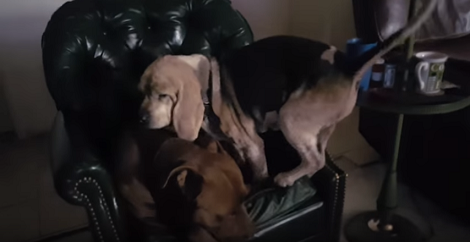 This Pup Knows There's No More Room On This Chair. But He Still Does THIS! LOL