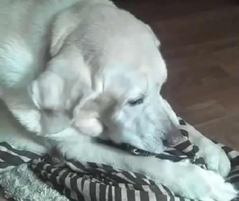 They Thought Their Pup Was About To Fall Asleep, But What He's Doing Instead? Aww!