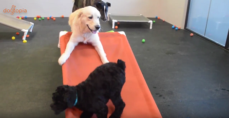 These Pups Are Having The Time Of Their Lives Playing With Balls And Slides!