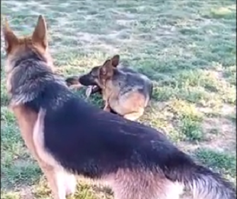 Two Pups Were Enjoying Themselves At The Park. Seconds Later? Hilarious!