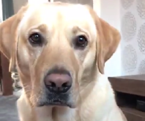 This Adorable Pup Is So Talented, You Don't Want To Miss His Skills!