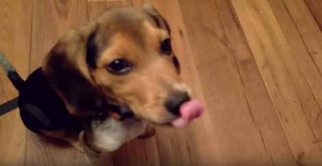 What Happens When Your Pup Insists On Drinking Water Out Of A Squirt Bottle?!