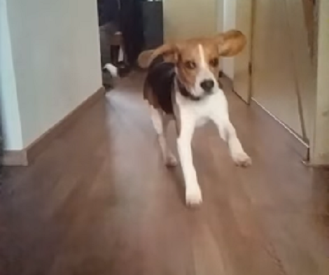 This Pup Is Running In Slow Motion And He'll Steal Your Heart!