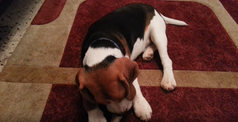Their Pup was Unusually Quiet In The Living Room. What They Caught Him Doing? LOL