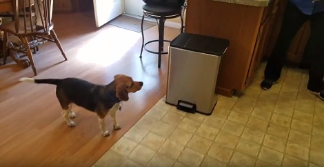 This Adorable Pup Spots A Balloon, But Mom Assures Him Everything's Just Fine!
