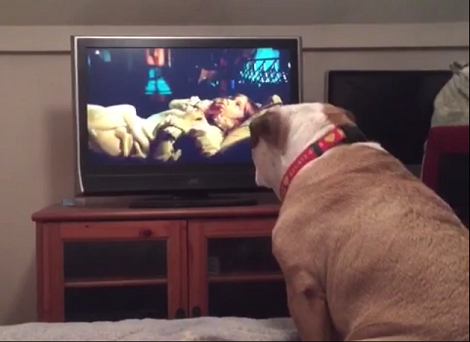 Their Adorable Fur Ball Was Watching A Movie. Seconds Later? OMG! Hilarious!