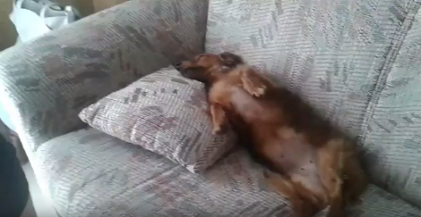 Ready To Have Your Heart Melt? Check Out How This Pup Relaxes Everyday!