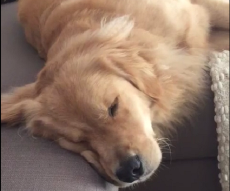 Their Fluffy Pup Was Fast Asleep, But Watch His Head. What Happens Next? Aww!