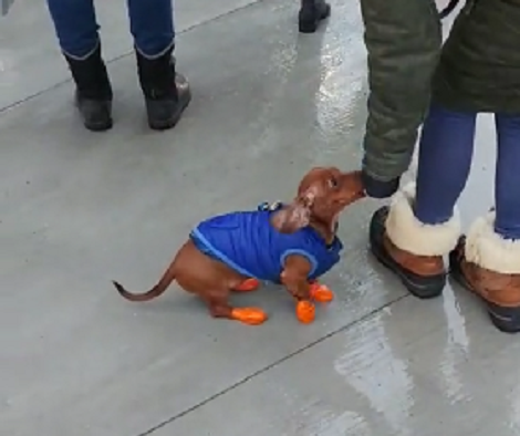This Adorable Pup Is Modelling Cute Boots And Vest! Check This Out!