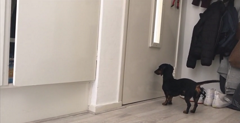 As Soon As This Pup Hears Her Parents Returning Home, She Wouldn't Leave Her Spot!
