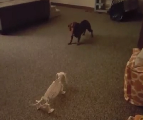 Adorable Pup Left Completely Confused After Seeing Bony Pup!