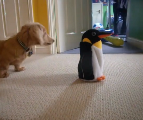 Adorable Pup Is Completely Stunned By Toy Penguin! You've Got To See This!