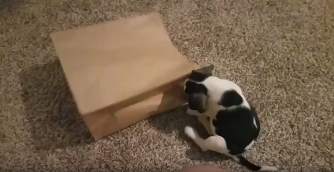 This Adorable Pup Found A Paper Bag - Immediately Started Having Fun With It!