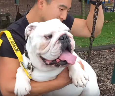 Adorable Pup Has The Time Of His Life Having Fun Outside With His Family!