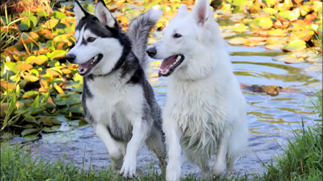 Love Is In The Air Because These Adorable Pups Have Fallen In Love With Each Other!
