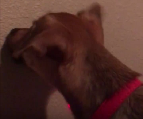 I Thought This Pup Was Kissing The Wall, But What He Was Really Doing? Aww!