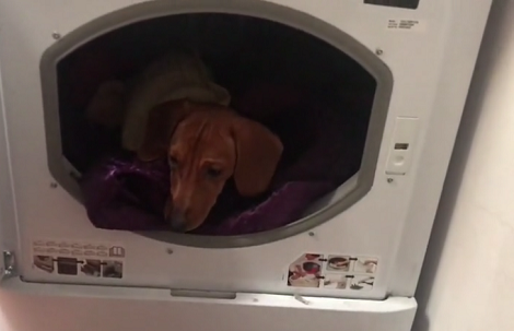 This Adorable Pup Has Decided The Tumble Dryer Would Be His New Bed!